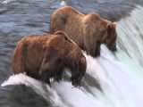 خرس های پارک و منطقه حفاظت شده ملی کتمای