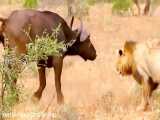 فیلم جالب شکار و طبیعت حیات وحش افریقا
