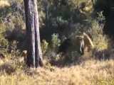 فیلم مستند جنگ و جدال و شکار بوفالوها توسط شیرها و  فیلم گوزنهای شاخ بلند زیبا