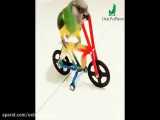 طوطی سنگال دوچرخه سوار