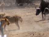 فیلم مستند عجایب شکارهای شیرها و حیوانات درنده حیات وحش افریقا