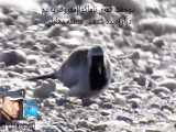 زیبا ترین کوچکترین کبوتر (قمری ناماکوآ) در جهان