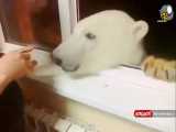 غذا دادن به خرس قطبی از پنجره خانه!