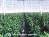 تولید فلفل دلمه ای گلخانه ای بسیار جذاب - فناوری مدرن کشاورزی