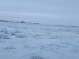 زنده زنده یخ زدن حیوانات در سرمای -50 قزاقستان