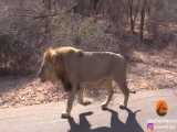صحنه ای بسیار جالب از شکار گوزن در وسط جاده توسط شیر نر