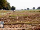 شکار شدن گراز نگون بخت ،توسط سگهای گله عشایر در حال کوچ در منطقه دهلران