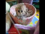 گربه کوچولو موچولو > < - کیوت ترین بچه گربه دنیا !