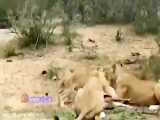 خودکشی آهو با پریدن میان گله شیرها