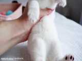بچه گربه خوشگل سفید