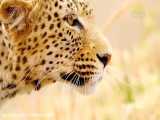 مستند حیات وحش شکارچیان آفریقا بخش ۱ دوبله فارسی