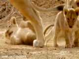مستند حیات وحش شکارچیان آفریقا بخش ۳ دوبله فارسی