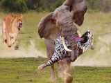 حیات وحش - حمله فیل در برابر شیر و پلنگ - نبرد حیوانات