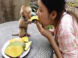 انبه خوردن بچه میمون بامزه
