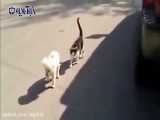 ویدویی حیرت‌انگیز از مراقبت ویژه یک گربه از سگی نابینا