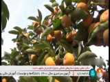 وزارت صمت در حال رایزنی برای تأمین سیب و پرتقال شب عید