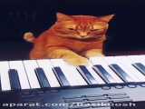 گربه پیانیست!