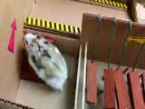 آیا یک همستر میتواند از یک زندان شبیه سازی شده ی امنیتی فرار کند؟