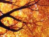 دو ساعت تصاویر زیبا از درختان پاییزی با موسیقی ملایم پیانو (آرامش در طبیعت ۱)