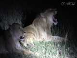 صحنه ای از روبه‌رو شدن گله کفتارها با شیرها در شب