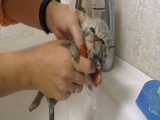 حمام کردن بچه گربه ناز