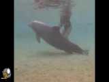 لحظه وضع حمل دلفین
