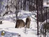 گرگها زن باردار را در زمستان برفی نجات دادند