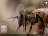 پنج توانایی شگفت‌انگیز زنبور عسل