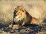 مستند حیات وحش «سلطان جنگل» شیر شاه