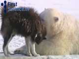 دوستی سگ ها با خرس قطبی