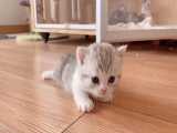 اولین قدم های بچه گربه خوشگل