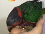 طوطي لوري هيبريد ( رنگين كمان و سرخپوستي)