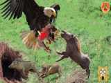 حیات وحش، شکار برای بقاء / حمله عقاب برای شکار گراز