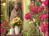 آموزش نگهداری و پرورش   گل داوودی   - شیراز
