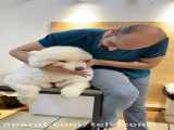 درمان سگ پشمالدی گنده که سندرم کوشینگ داشت
