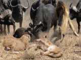 حیات وحش، حمله و فرار شیر در مقابل بوفالو و فیل