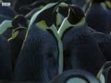 صحنه های بسیار زیبا از زندگی پنگوئن ها در حیات وحش