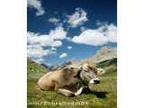 زهراسادات صالحی تحقیق در مورد حیوان گاو