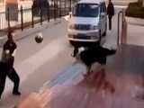توپ بازی با سگ بازیگوش: والیبال وسط خیابون