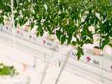 مراحل کاشت و برداشت گوجه فرنگی و فلفل دلمه ای در گلخانه های شیشه ای آتاویتا