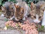 غذا دادن به سه بچه گربه بی مادر و گرسنه