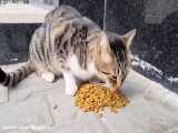 غذا دادن به گربه های خوشگل خیابانی