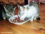 غذا دادن به بچه گربه های خوشگل و گرسنه