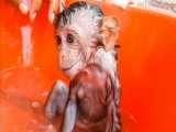 حمام کردن و شیر دادن به میمون کوچولوی بامزه