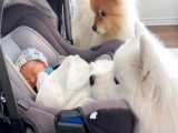 اولین ملاقات نوزاد با سگهای خانگی