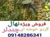 فروش نهال گردو چندلر دربهترین نهالستان ایران ۰۹۱۴۸۲۸۶۳۴۱