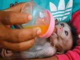 غذا دادن و نوازش میمون کوچولوی شیطون