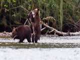 مستند زندگی جانوران در طبیعت خرس ها برای کودک و نوجوان Bears 2014