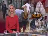 گوسفند گمشده بعد از پنج سال و با ۳۵ کیلوگرم پشم پیدا شد!