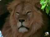 مستند فوق زیبای حیات وحش افریقا(قسمت2)جنگ شیرها و حیات وحش